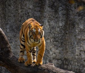 Preview wallpaper tiger, predator, glance, tree, big cat