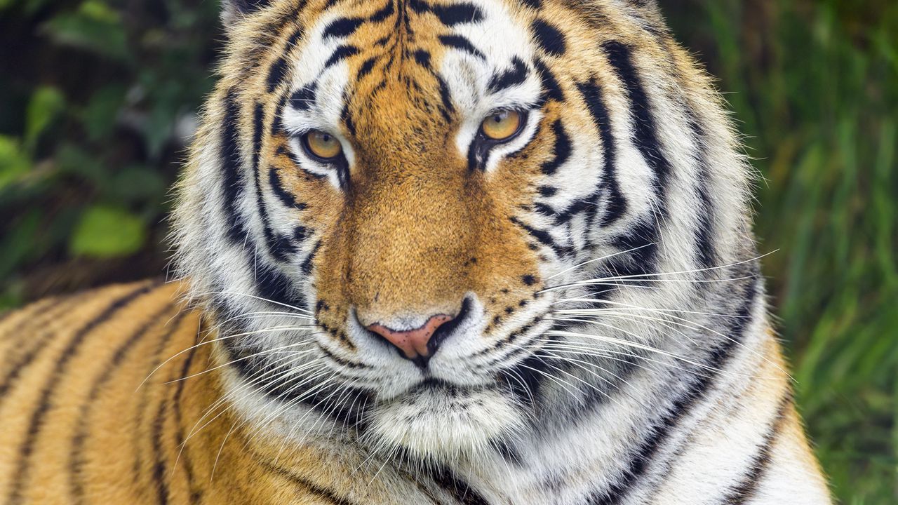 Wallpaper tiger, predator, glance, animal