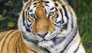 Preview wallpaper tiger, predator, glance, animal