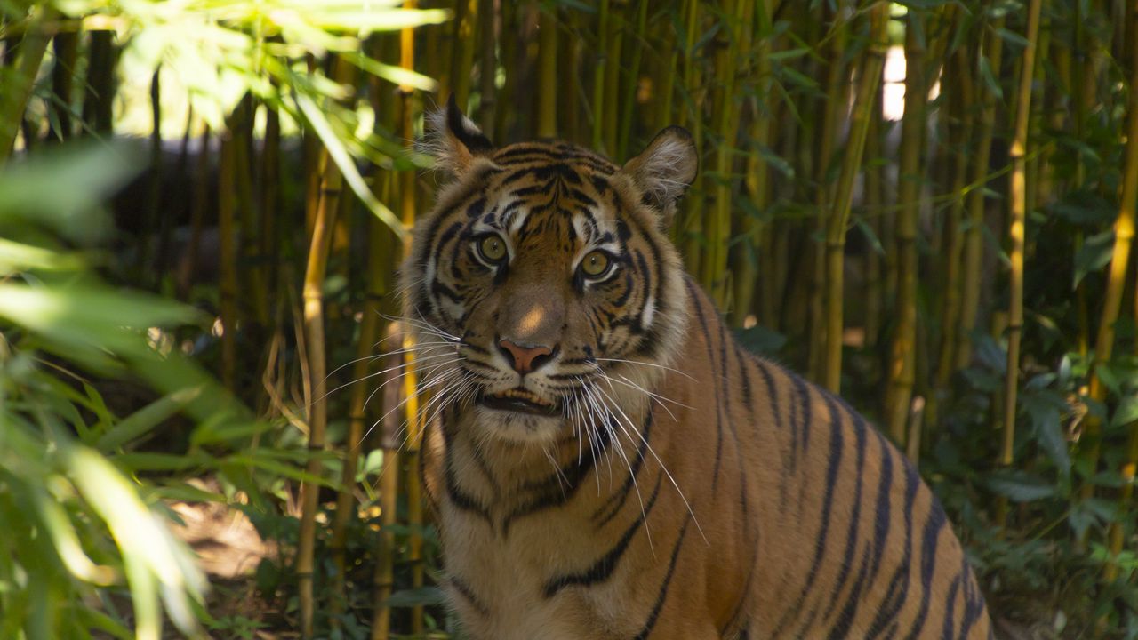 Wallpaper tiger, predator, glance, bamboo, leaves, reserve