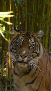 Preview wallpaper tiger, predator, glance, bamboo, leaves, reserve