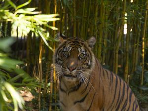 Preview wallpaper tiger, predator, glance, bamboo, leaves, reserve