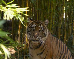 Preview wallpaper tiger, predator, glance, bamboo, leaves, reserve