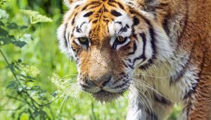 Preview wallpaper tiger, predator, grass, ruffling, animal