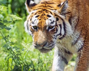 Preview wallpaper tiger, predator, grass, ruffling, animal