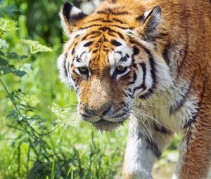 Preview wallpaper tiger, predator, grass, ruffling, animal