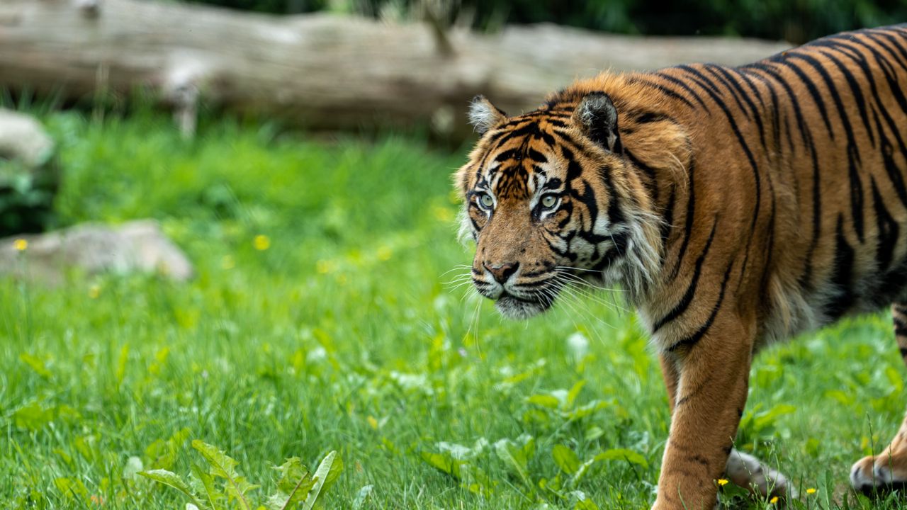 Wallpaper tiger, predator, grass, big cat, animal