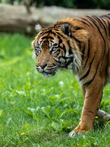 Preview wallpaper tiger, predator, grass, big cat, animal