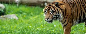 Preview wallpaper tiger, predator, grass, big cat, animal