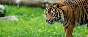 Preview wallpaper tiger, predator, grass, big cat, animal