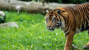 Preview wallpaper tiger, predator, grass, big cat, animal