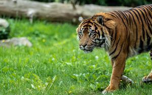 Preview wallpaper tiger, predator, grass, big cat, animal