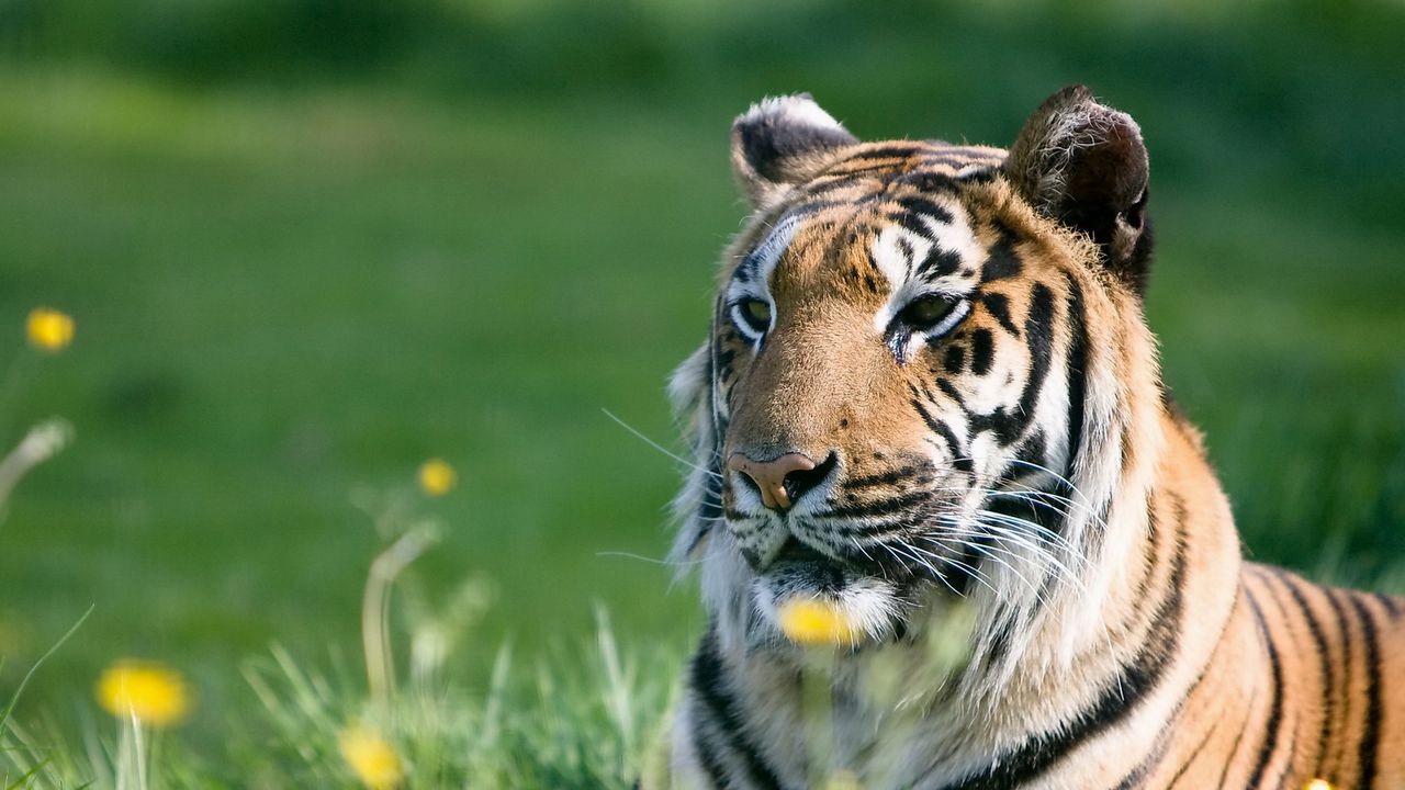 Wallpaper tiger, predator, grass, eyes