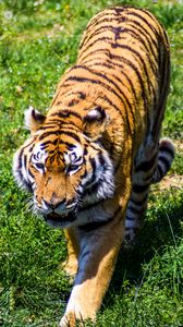 Preview wallpaper tiger, predator, grass, big cat