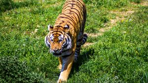 Preview wallpaper tiger, predator, grass, big cat