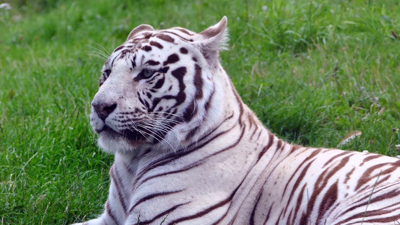 Wallpaper tiger, predator, grass, lies