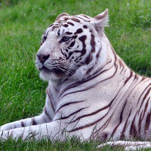Preview wallpaper tiger, predator, grass, lies