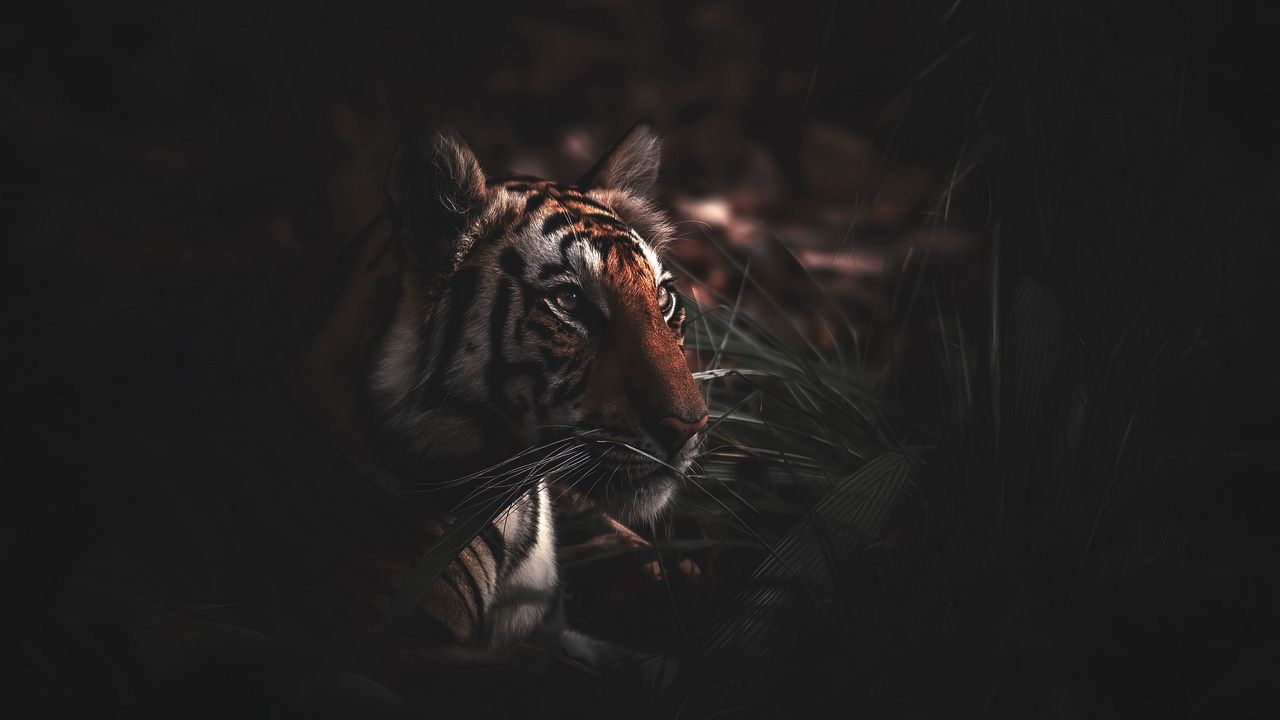 Wallpaper tiger, predator, grass, big cat, wildlife