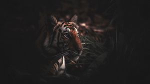 Preview wallpaper tiger, predator, grass, big cat, wildlife