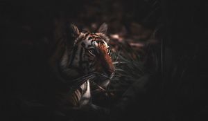 Preview wallpaper tiger, predator, grass, big cat, wildlife