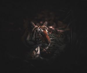 Preview wallpaper tiger, predator, grass, big cat, wildlife