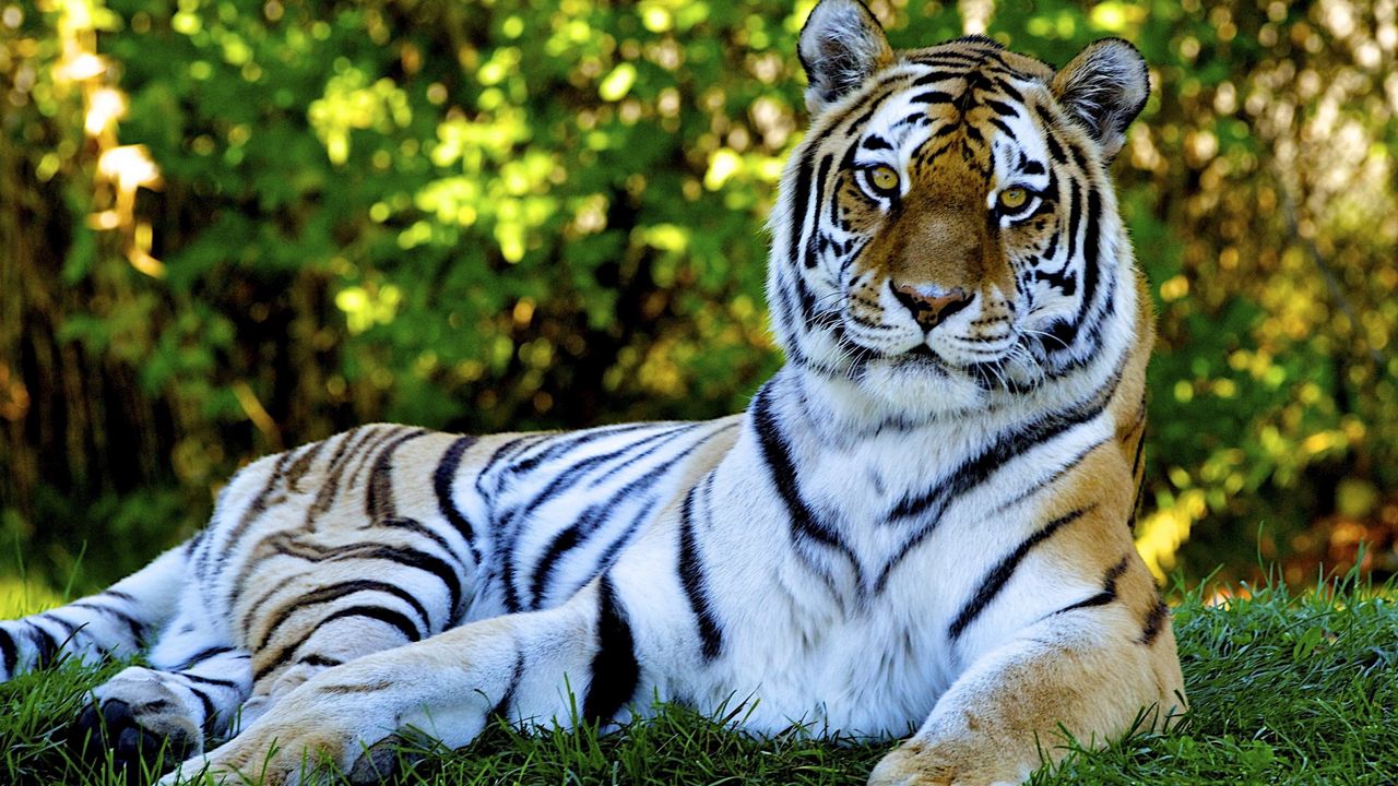 Wallpaper tiger, predator, grass, big cat, lying