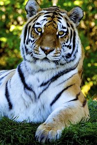 Preview wallpaper tiger, predator, grass, big cat, lying