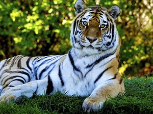 Preview wallpaper tiger, predator, grass, big cat, lying