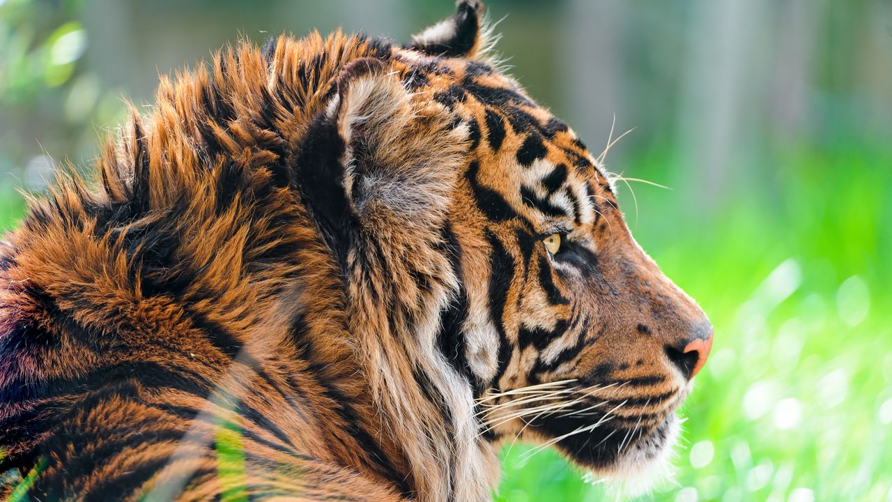 Wallpaper tiger, predator, grass, wool, profile