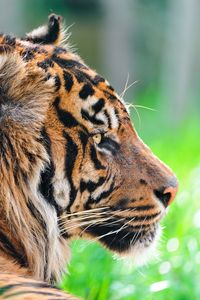 Preview wallpaper tiger, predator, grass, wool, profile