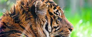 Preview wallpaper tiger, predator, grass, wool, profile