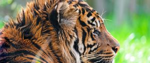 Preview wallpaper tiger, predator, grass, wool, profile