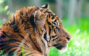 Preview wallpaper tiger, predator, grass, wool, profile