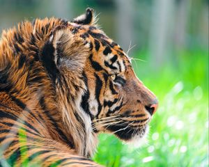 Preview wallpaper tiger, predator, grass, wool, profile