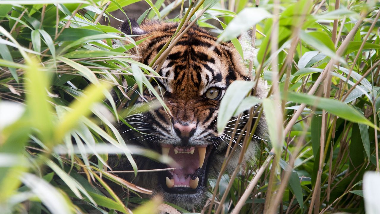 Wallpaper tiger, predator, grass, jaws, teeth, rage
