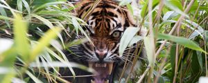 Preview wallpaper tiger, predator, grass, jaws, teeth, rage