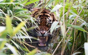 Preview wallpaper tiger, predator, grass, jaws, teeth, rage