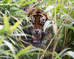 Preview wallpaper tiger, predator, grass, jaws, teeth, rage