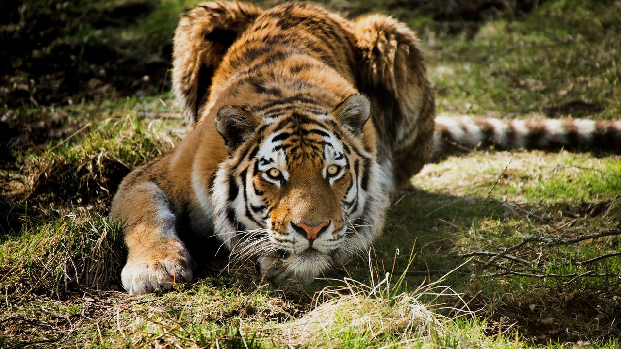 Wallpaper tiger, predator, grass