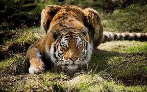 Preview wallpaper tiger, predator, grass