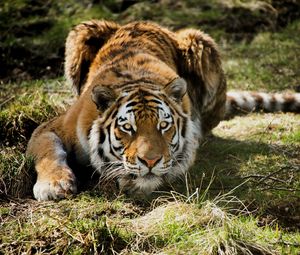 Preview wallpaper tiger, predator, grass