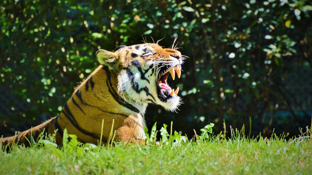 Wallpaper tiger, predator, grin, profile