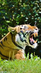 Preview wallpaper tiger, predator, grin, profile