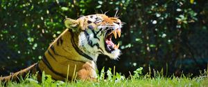 Preview wallpaper tiger, predator, grin, profile