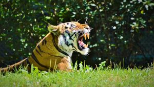 Preview wallpaper tiger, predator, grin, profile