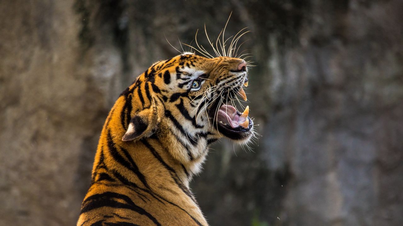 Wallpaper tiger, predator, grin, fangs