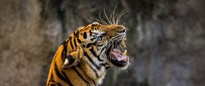Preview wallpaper tiger, predator, grin, fangs