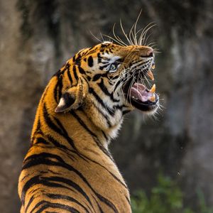 Preview wallpaper tiger, predator, grin, fangs