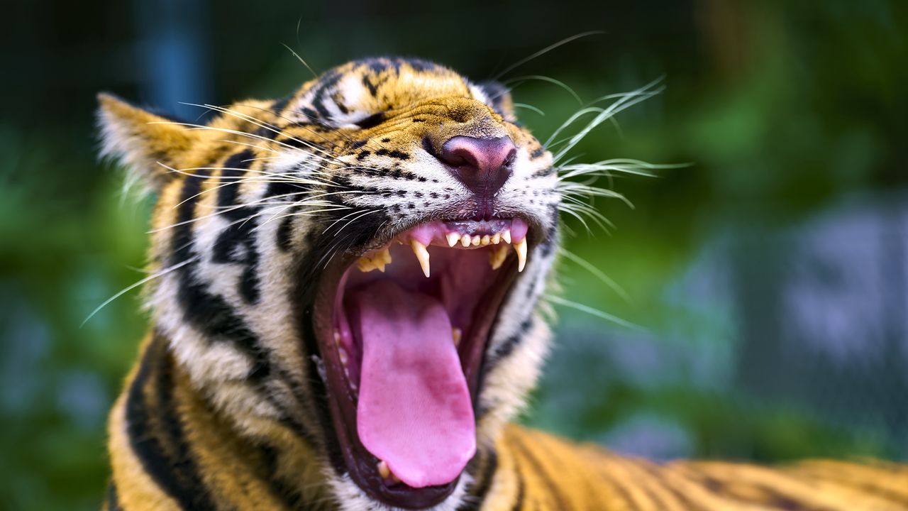 Wallpaper tiger, predator, grin, fangs, animal