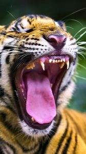 Preview wallpaper tiger, predator, grin, fangs, animal